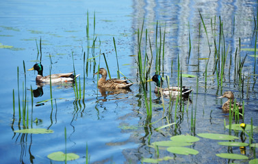 Duck floating in the lake