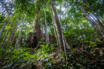 Rainforest in the jungle of Bukit Lawang, North Sumatra, Indonesia.