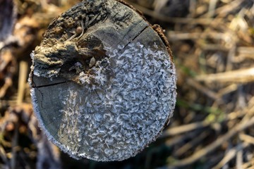 Macro of ice and snow coating during winter. Slovakia