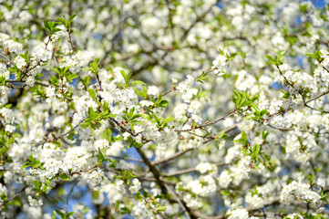 Large branches of cherry blossoms blooming with white flowers against the blue sky. Background