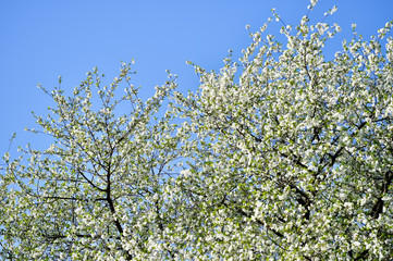 Large branches of cherry blossoms blooming with white flowers against the blue cloudless sky. Background
