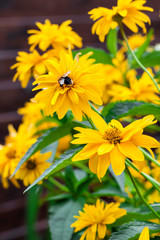 Heliopsis flowers closeup with bee sitting on one of the flowers