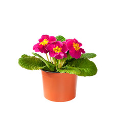 Pink Primula flower in flowerpot on white background