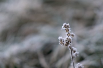 Macro of ice and snow coating during winter. Slovakia
