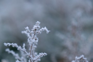 Macro of ice and snow coating during winter. Slovakia