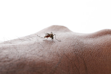 Aedes aegypti Mosquito. Close up a Mosquito sucking human blood