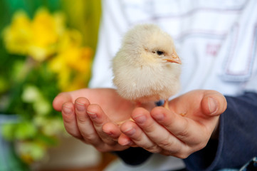 a little chicken on the children's hands, a boy and a bird, best friends, easter concept