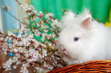 Cute baby bunniy sitting in a wooden basket on the table with flowers