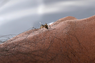Aedes aegypti Mosquito. Close up a Mosquito sucking human blood