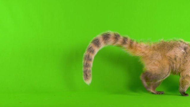 Full body shot of a coati, also known as coatimundi exotic animal walking across a green screen background