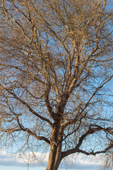 Tree in the winter against the sky.