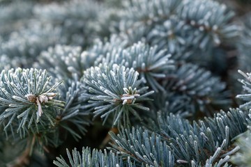Snow and ice on a pine tree branch. Slovakia