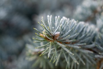 Naklejka na ściany i meble Snow and ice on a pine tree branch. Slovakia