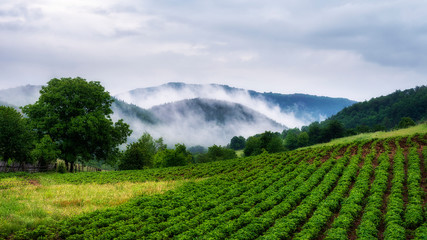 Naklejka premium foggy morning in mountain