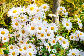 White Chamomile Chrysanthemum flowers closeup sunny autumn day