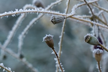 Wild poppy with ice coating during winter. Slovakia