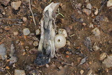 Mushroom in bark on the ground.