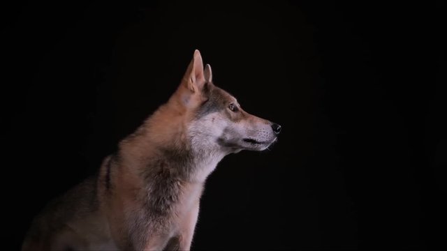 Ein Hybrid aus Schäferhund und Wolf, ein tschecheslowakischer Wolfshund, heult im Studio vor schwarzem Hintergrund, zwei Szenen mit Ton