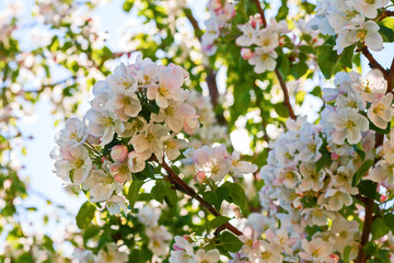 Closeup of flowering apple tree in spring..