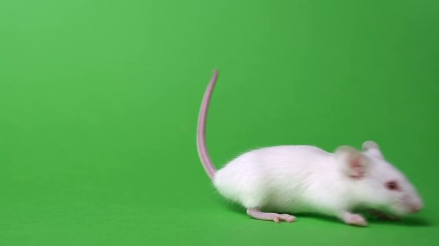 White mouse is cleaned and runs on a green background