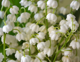 delicate elegant white flowers lilies of the valley.
spring tenderness. light postcard, background

