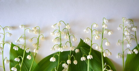 beautiful tender floral composition. small flowers lilies of the valley and green leaves on a white background. spring freshness ,panorama © alex2016