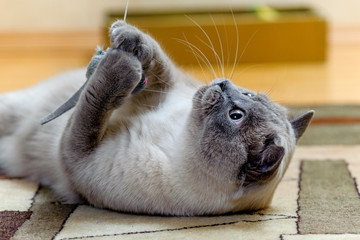 Gray Siamese cat playing on the floor with a toy mouse. Lying on his back