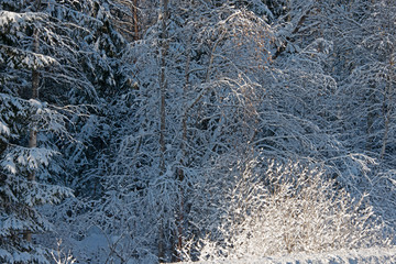 The Russian snow winter - the wood landscape