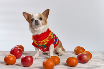Fototapeta na wymiar Red chihuahua dog on a wooden background in colored clothes