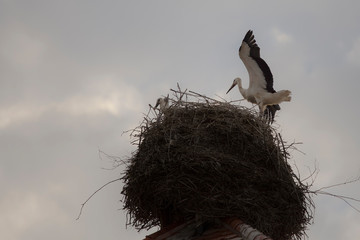 storch, nest