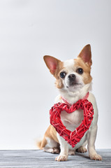 Red chihuahua dog on a wooden background in colored clothes with a toy red heart