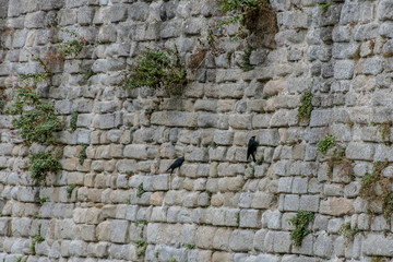 Birds on the Wall of the city of Guerande in French Brittany