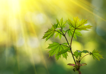 Obraz premium Green leaves in the forest in the light of the sun. Green maple leaves with sun ray. Young green leaves in sunlight, dreamy romantic image of spring nature, copy space