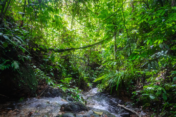Fototapeta na wymiar River in rainforest in the jungle of Bukit Lawang, North Sumatra, Indonesia.