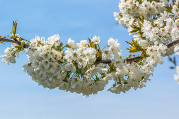 cherry blossom branch in the season garden