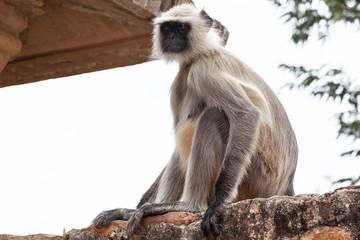 Fototapeta premium Monkey in temple, India