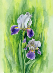  Iris flower growing out of the ground, botanical watercolor illustration. Hand drawn purple iris plant painted with watercolors on  background.