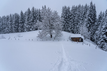 house in winter forest