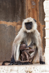 Monkey in temple, India