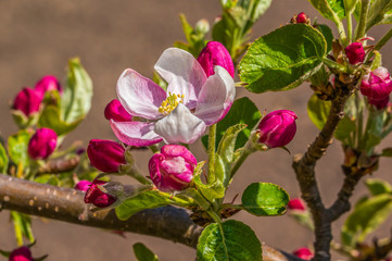 Obraz na płótnie Canvas cherry blossom branch in the season garden
