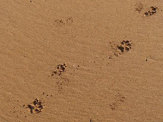 huellas de perro en la arena