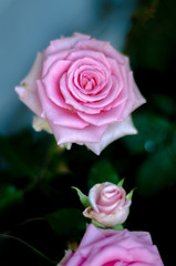 Pink roses in the morning garden.Dark green tone.Do not focus on objects.