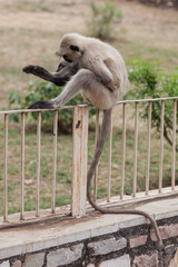 Monkey in ruins, India