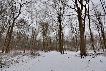 La forêt de Saint-Amand-les-Eaux sous la neige . Nord , France