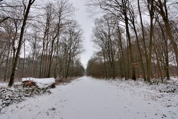 La forêt de Saint-Amand-les-Eaux sous la neige . Nord , France