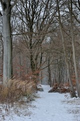La forêt de Saint-Amand-les-Eaux sous la neige dans les hauts-de-France