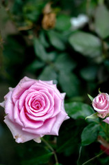 Pink roses in the morning garden.Dark green tone.Do not focus on objects.