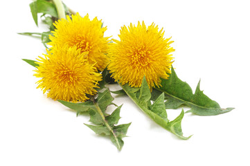 Bunch of yellow dandelions.