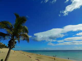 Palm tree in Morro Jable beach, Fuerteventura. January