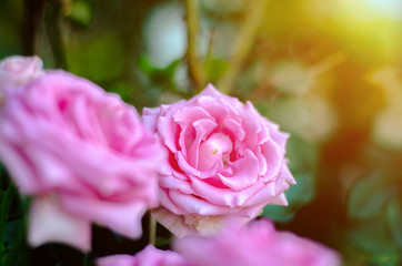 Pink roses in the morning garden.Dark green tone.Do not focus on objects.